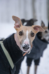 Dog surprised look, winter mood