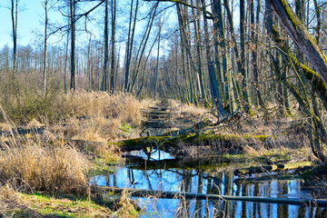 wooden bridge over the river