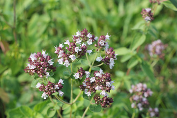 Oregano flowers in  summer garden