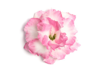 Pink and white azalea flowers Soft focus The concept of beauty and tenderness On a white background