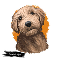 Goldendoodle Puppy cross breed of Golden Retriever and poodle isolated on white. Digital art illustration of hand drawn cute home pet portrait, dog head, rear mixed poodle crossbreed, t-shirt print.