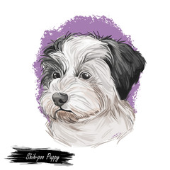 Shih-poo puppy cross breed of Shih Tzu and poodle isolated on white. Digital art illustration of hand drawn cute home pet portrait, dog head, rear mixed poodle crossbreed, t-shirt print shih poo.