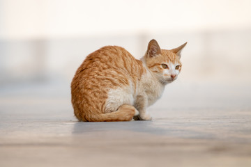 cat family and cat baby