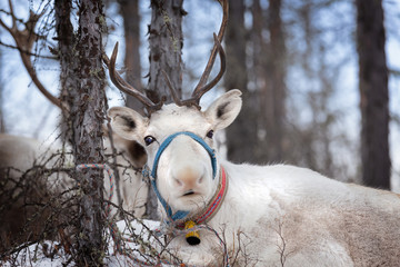 Portrait of a white reindeer © asb63