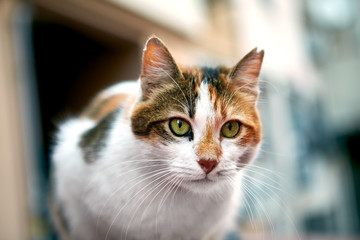 Portrait of a stray cat in Istanbul, Turkey.