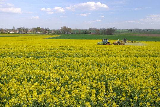Traitement insecticide contre le charancon du colza