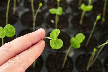 growing seedlings for the garden in spring,