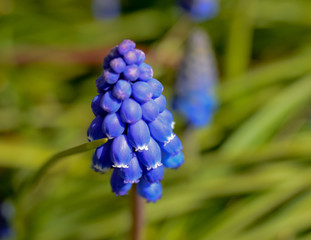 Muscari blooming in nature, soft focus