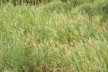 grass in the wind