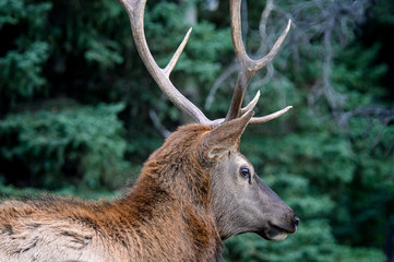 Elk Wapiti Cervus canadensis, Jasper Alberta Kanada travel destination