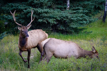 Naklejka na ściany i meble Elk Wapiti Cervus canadensis, Jasper Alberta Kanada travel destination