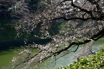 千鳥ヶ淵