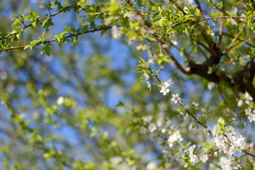 Dainty white blossoms on a tree. Selective focus.