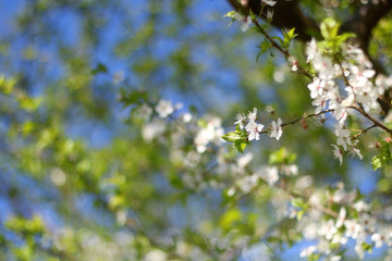 Dainty white blossoms on a tree. Selective focus.