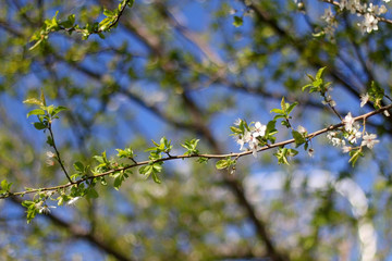 Dainty white blossoms on a tree. Selective focus.