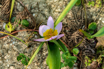 Fiore rosa e giallo in primavera
