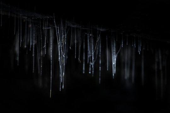 Glow worms webs in a cave