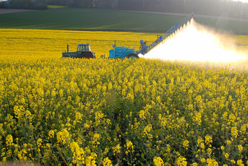 Traitement phytosanitairecontre le charancon du colza, pulvérisation insecticide sur colza en fleur