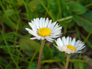 Genova, Italy - 03/22/2020: Beautiful coloured flowers over the cherry tree in the first days of spring in the Italian villages.