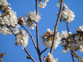 Genova, Italy - 03/22/2020: Beautiful coloured flowers over the cherry tree in the first days of spring in the Italian villages.