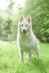 Labrador retriever lying in green grass - blue sky on background