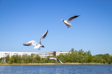 Summer day on Yagry island, Severodvinsk, Arkhangelsk region. Birds in flight,