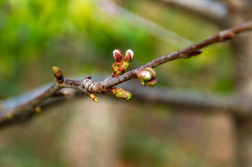 Gemme dell'albero del ciliegio in primavera