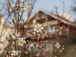Cherry Orchard in Bloom. Blurred house on background.