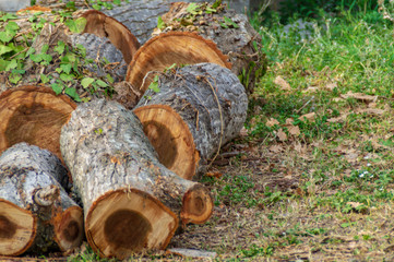 Grandi tronchi tagliati