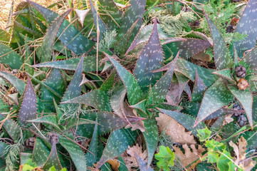 Piante grasse in primavera
