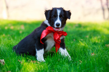 Dog breed Border Collie