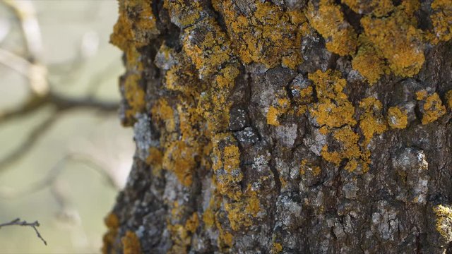 Corteza de un &aacute;rbol en las afueras de Barcelona