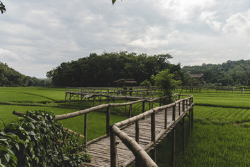 Wooden walk above green ricefields