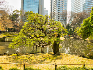 春の六義園　旅行　散歩　おすすめ