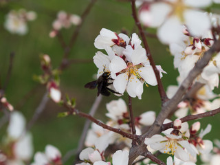Cherry Orchard in Bloom. Bees and other insects collect nectar.