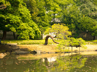 春の六義園　旅行　散歩　おすすめ
