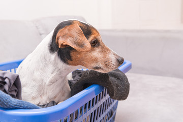 Dog lies in a laundry basket with freshly washed folded and ironed laundry indoor. Jack Russell...
