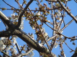 Genova, Italy - 03/22/2020: Beautiful coloured flowers over the cherry tree in the first days of spring in the Italian villages.
