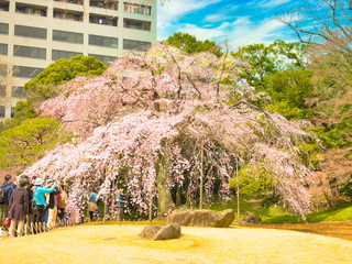春の六義園　旅行　散歩　おすすめ