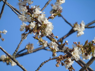 Genova, Italy - 03/22/2020: Beautiful coloured flowers over the cherry tree in the first days of spring in the Italian villages.