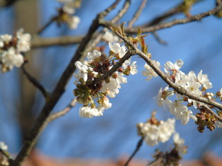 Genova, Italy - 03/22/2020: Beautiful coloured flowers over the cherry tree in the first days of spring in the Italian villages.