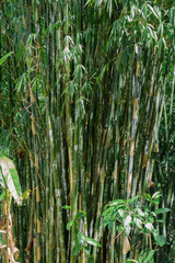 Closeup view on thick green bamboo plant in tropical jungles