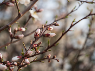 Cherry Orchard in Bloom. Springtime.