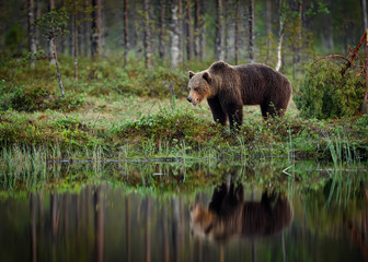 Obraz na płótnie Canvas European brown bear (Ursus arctos)