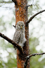 Young owl, Ural owl (Strix uralensis)