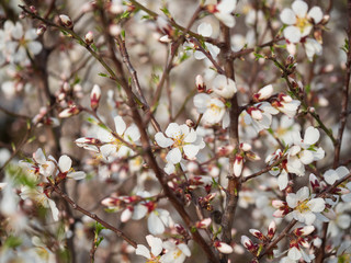 Cherry Orchard in Bloom. Springtime.