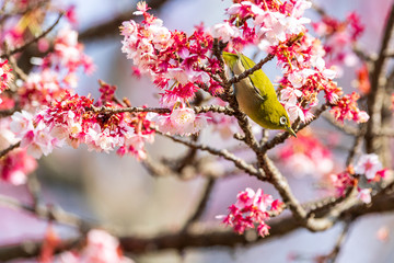 メジロと河津桜