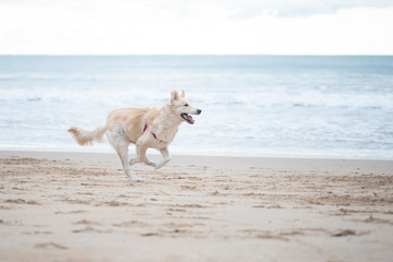 Dog running ​​on the beach