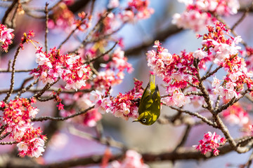メジロと河津桜