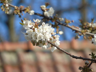 Fototapeta premium Genova, Italy - 03/22/2020: Beautiful coloured flowers over the cherry tree in the first days of spring in the Italian villages.